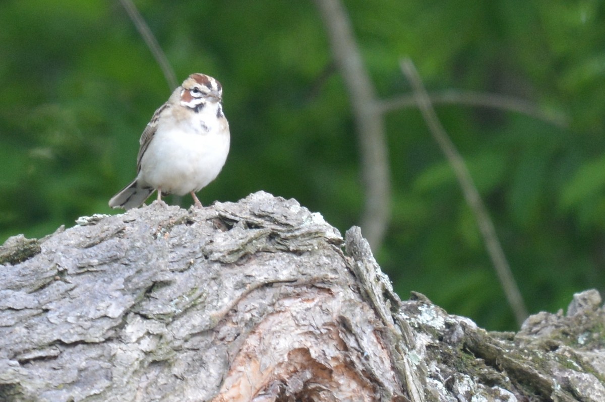 Lark Sparrow - Jay Wherley