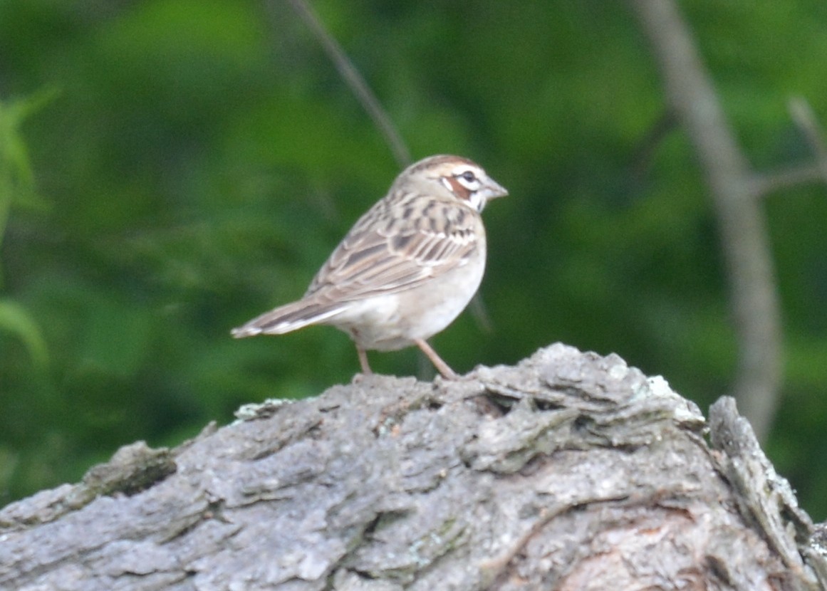 Lark Sparrow - Jay Wherley