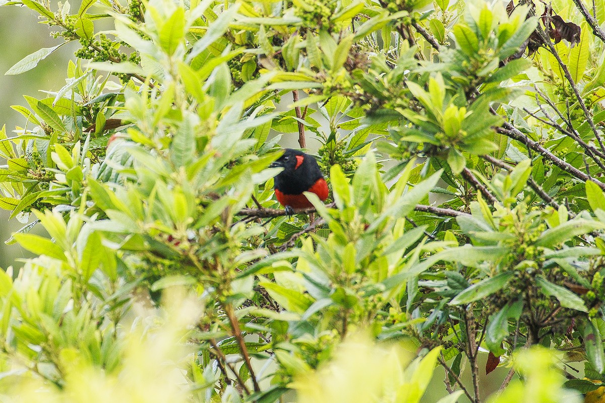 Scarlet-bellied Mountain Tanager - Olga Cuartas Pescador