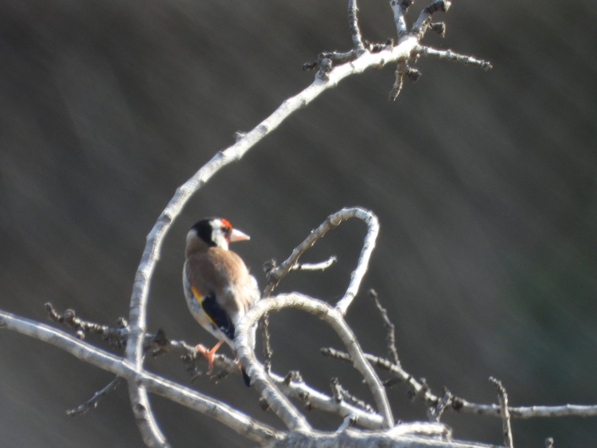 European Goldfinch - ML618969405