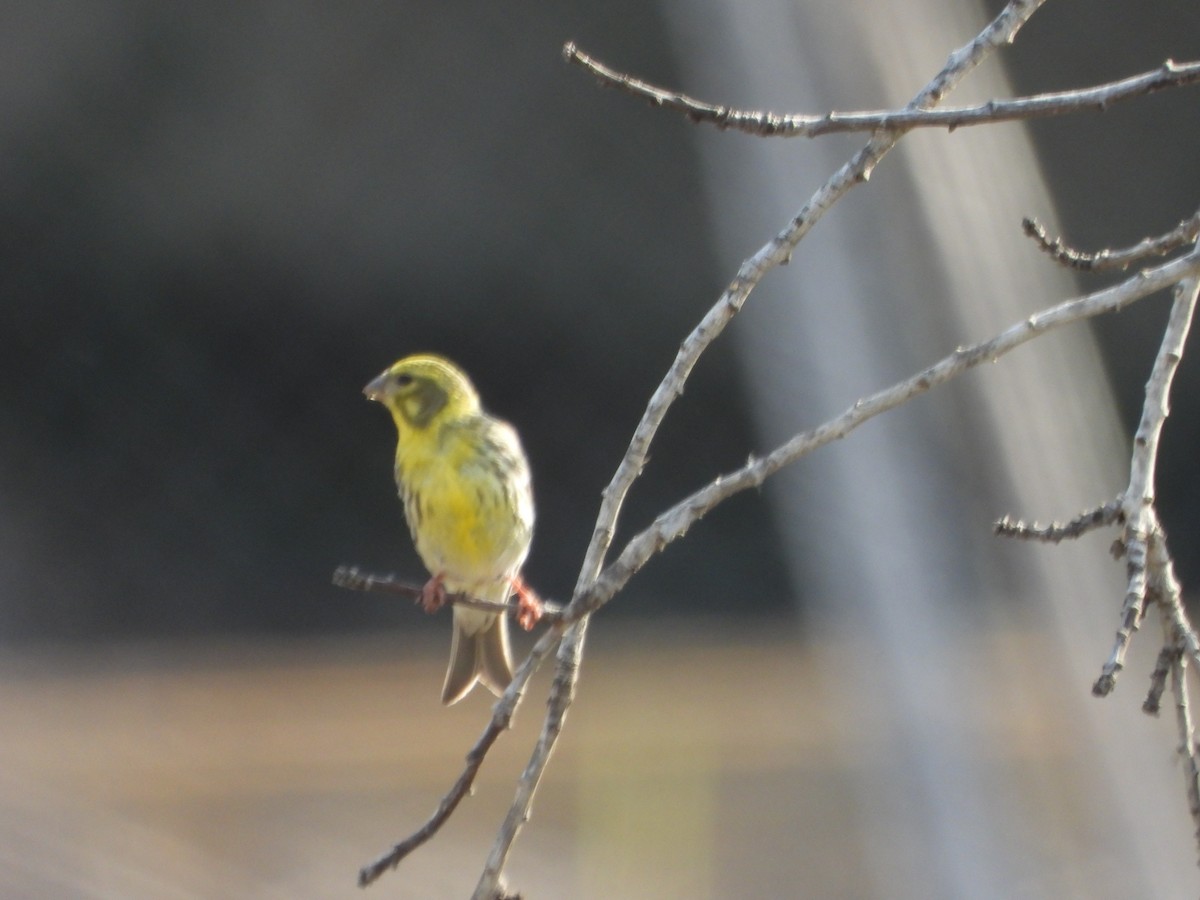 European Serin - ML618969409