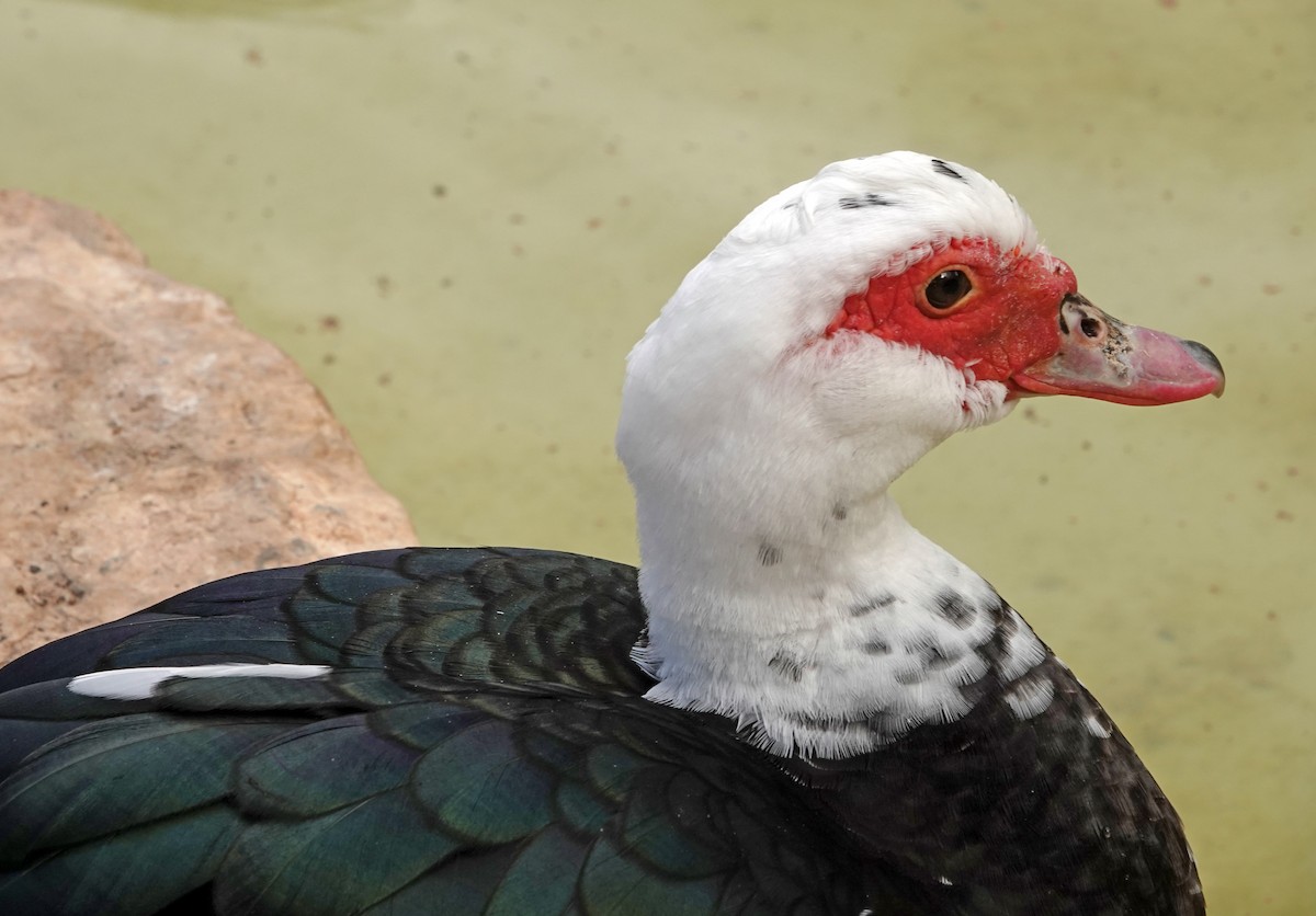 Muscovy Duck (Domestic type) - ML618969410