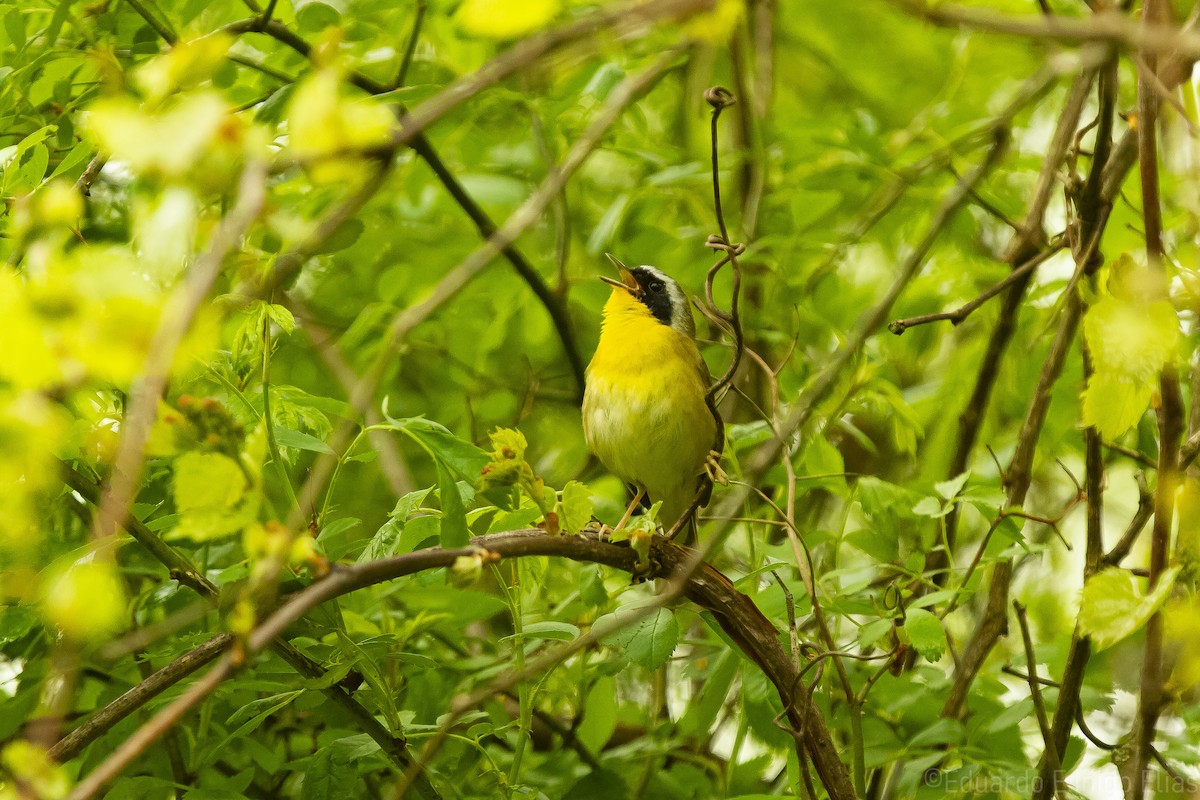 Common Yellowthroat - ML618969413