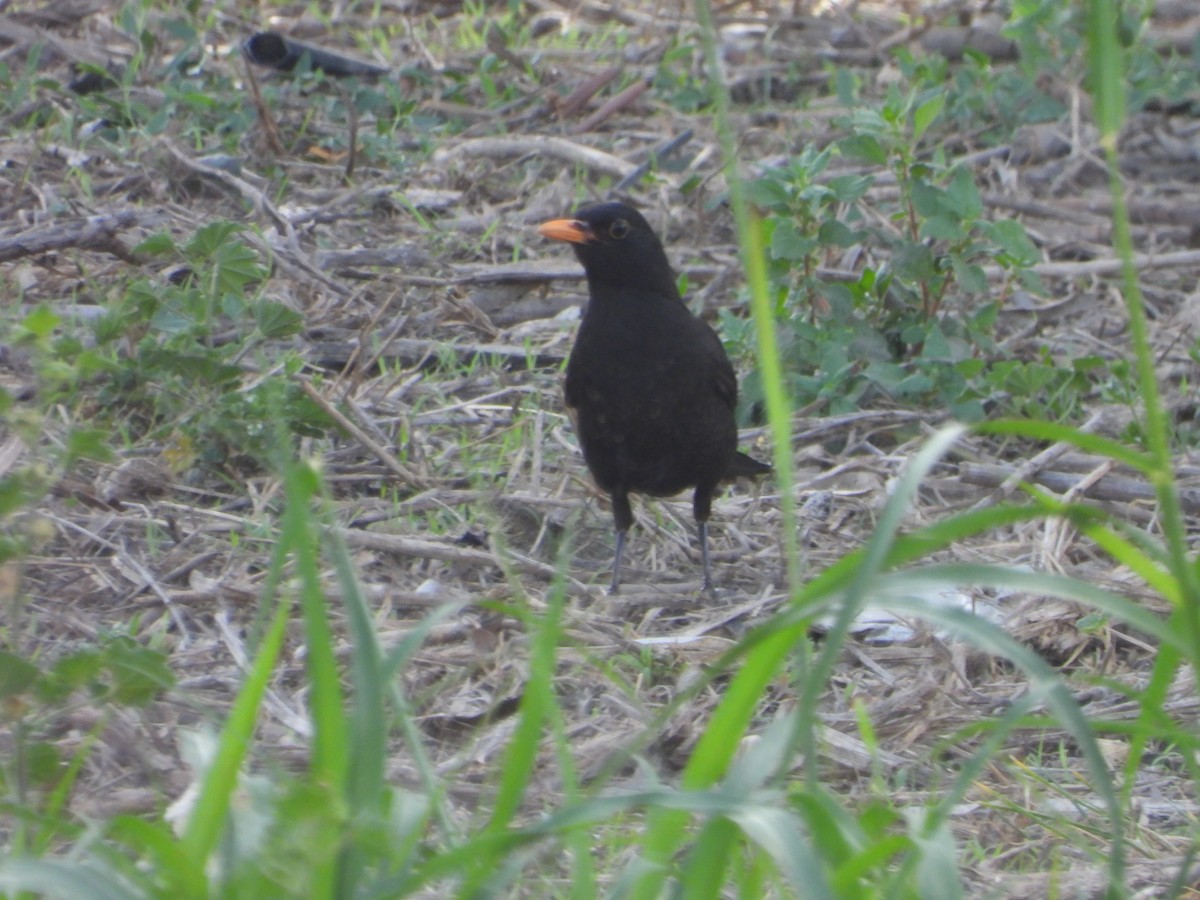 Eurasian Blackbird - ML618969415