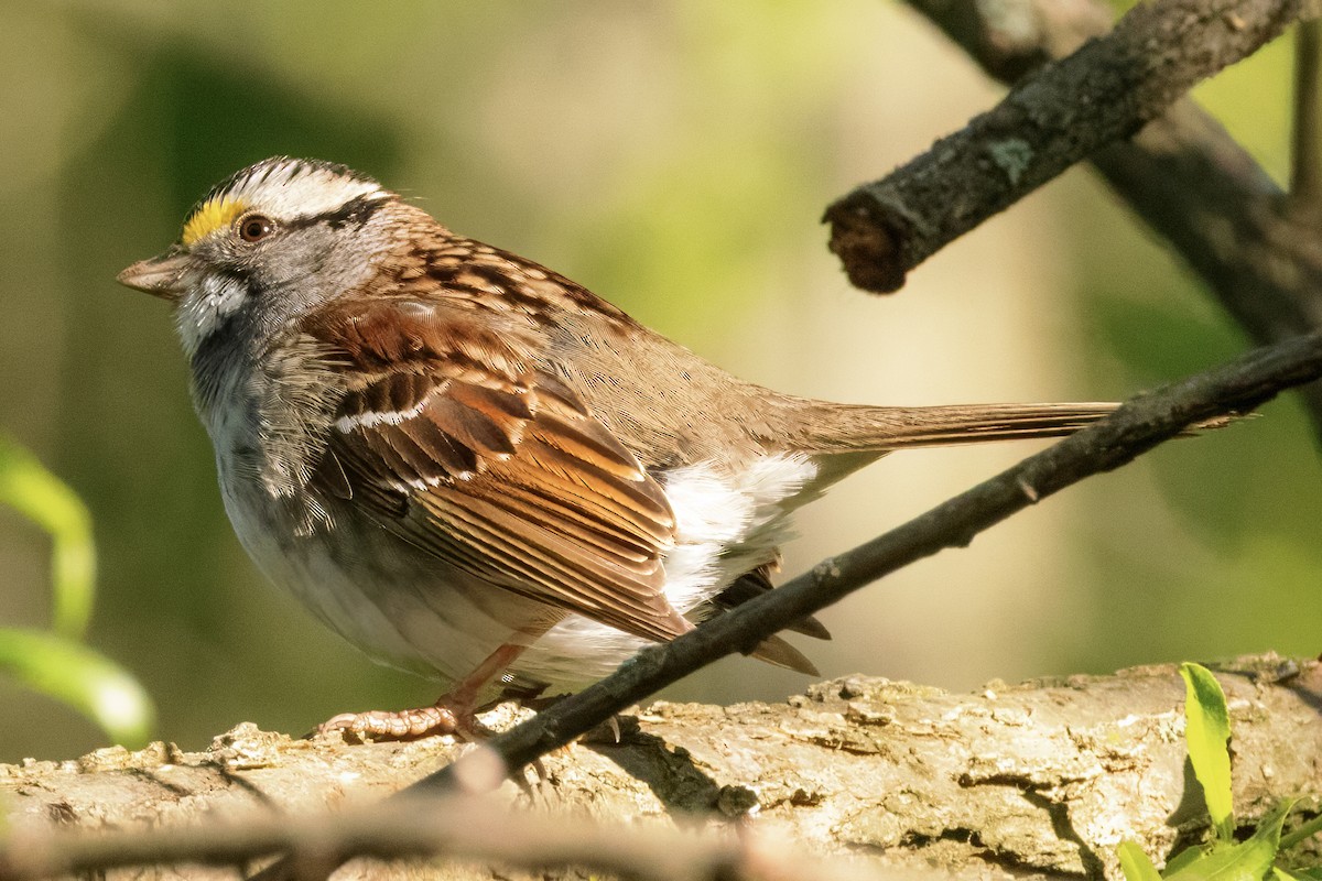 White-throated Sparrow - ML618969418