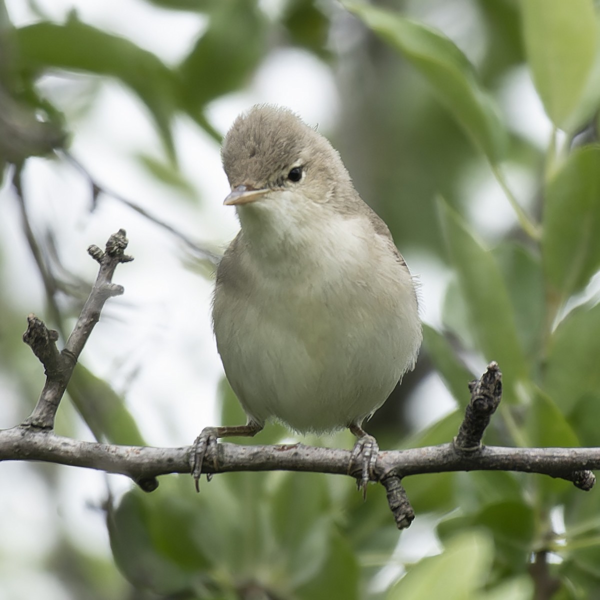 Eastern Olivaceous Warbler - john Butters