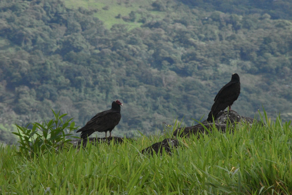 Turkey Vulture - ARNOLD RODRIGUEZ