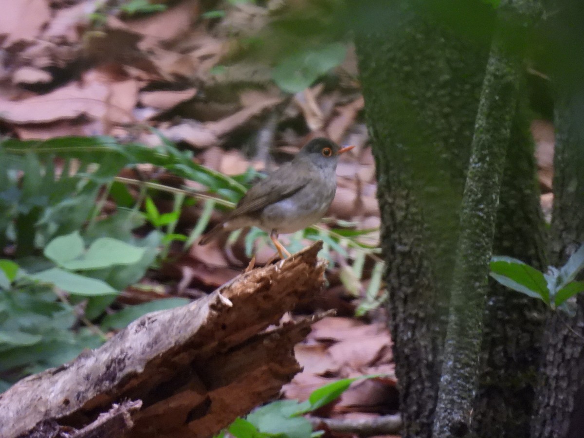 Black-headed Nightingale-Thrush - Jesús Contreras