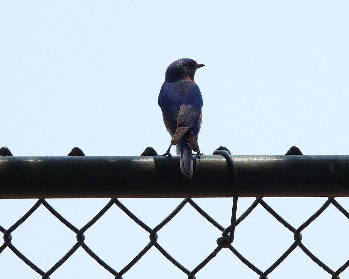 Eastern Bluebird (Eastern) - ML618969478