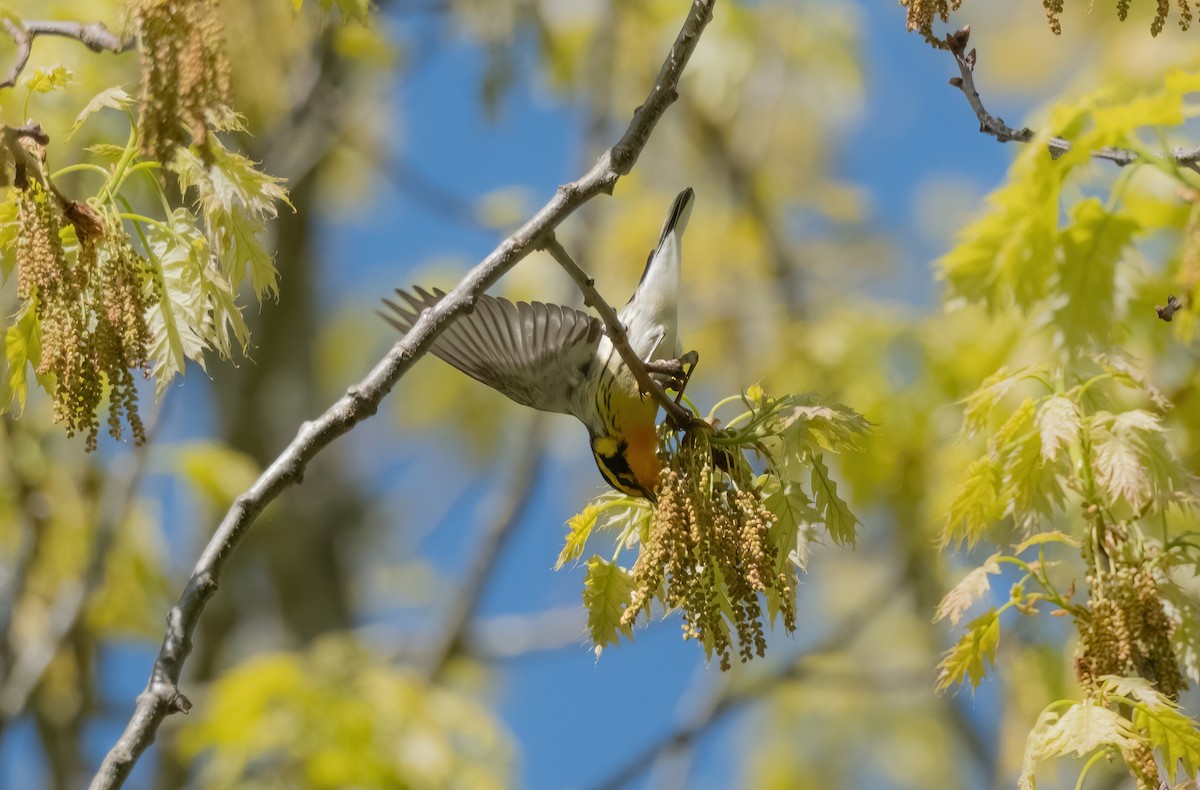 Blackburnian Warbler - P Carl