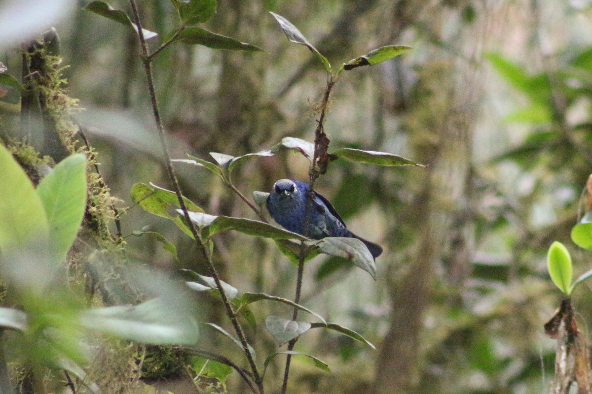 Blue-and-black Tanager - Bosko Ruffner