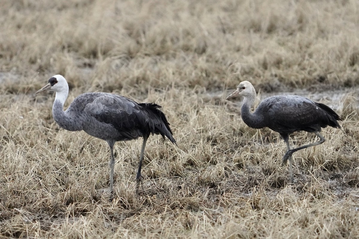 Grulla Monje - ML618969501