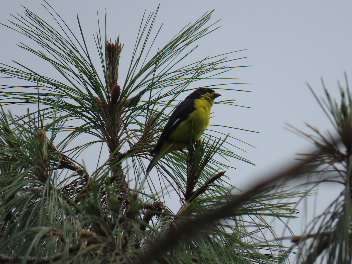 Lesser Goldfinch - ML618969503