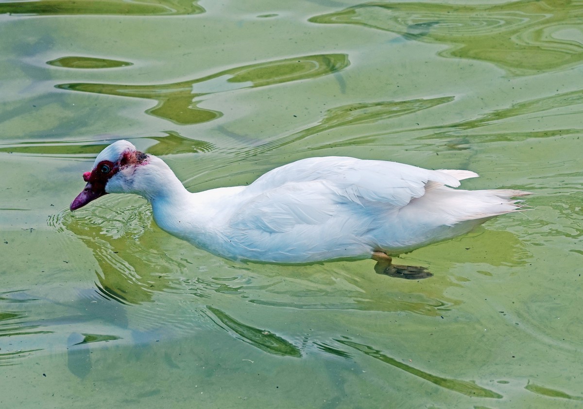 Muscovy Duck (Domestic type) - ML618969519