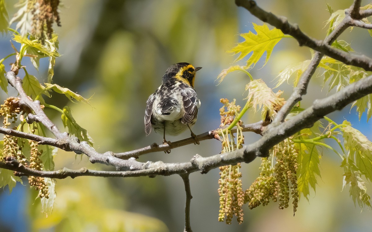 Blackburnian Warbler - P Carl