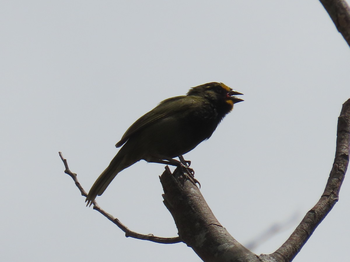 Yellow-faced Grassquit - ML618969537