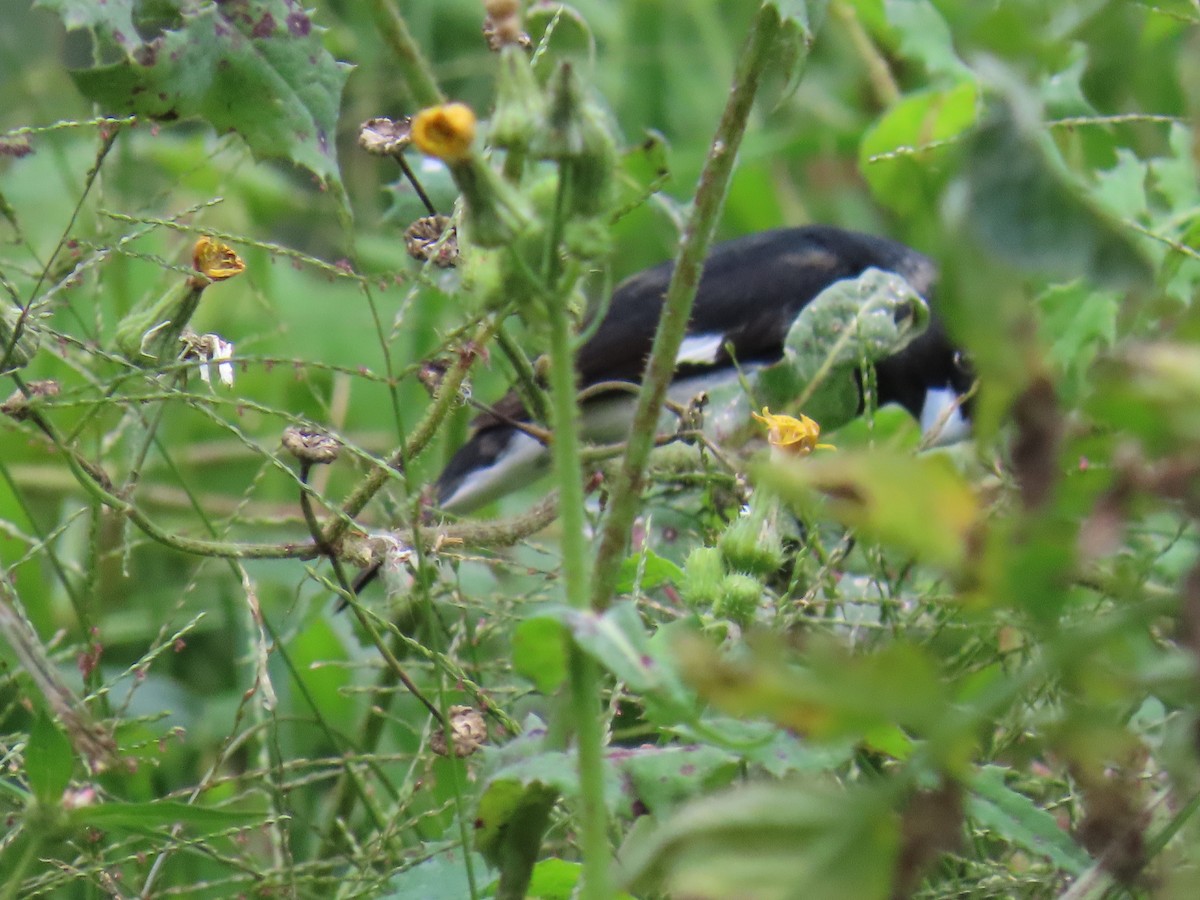 Black-and-white Seedeater - ML618969556