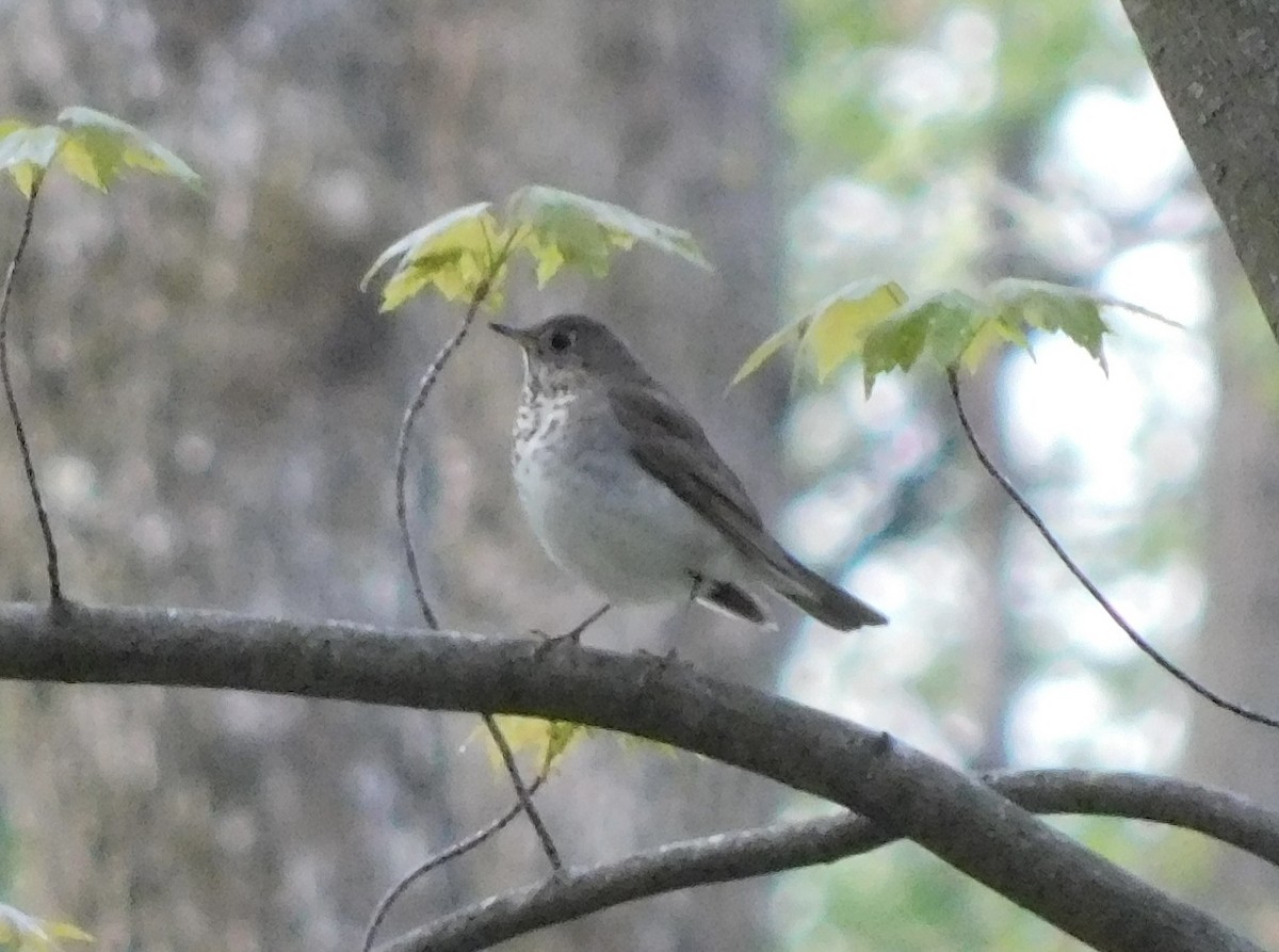 Gray-cheeked Thrush - ML618969559