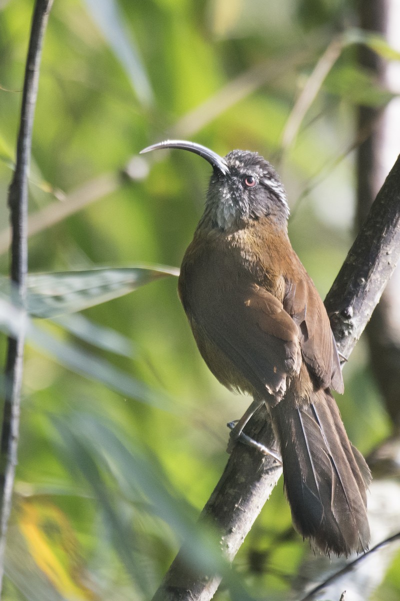 Slender-billed Scimitar-Babbler - ML618969566