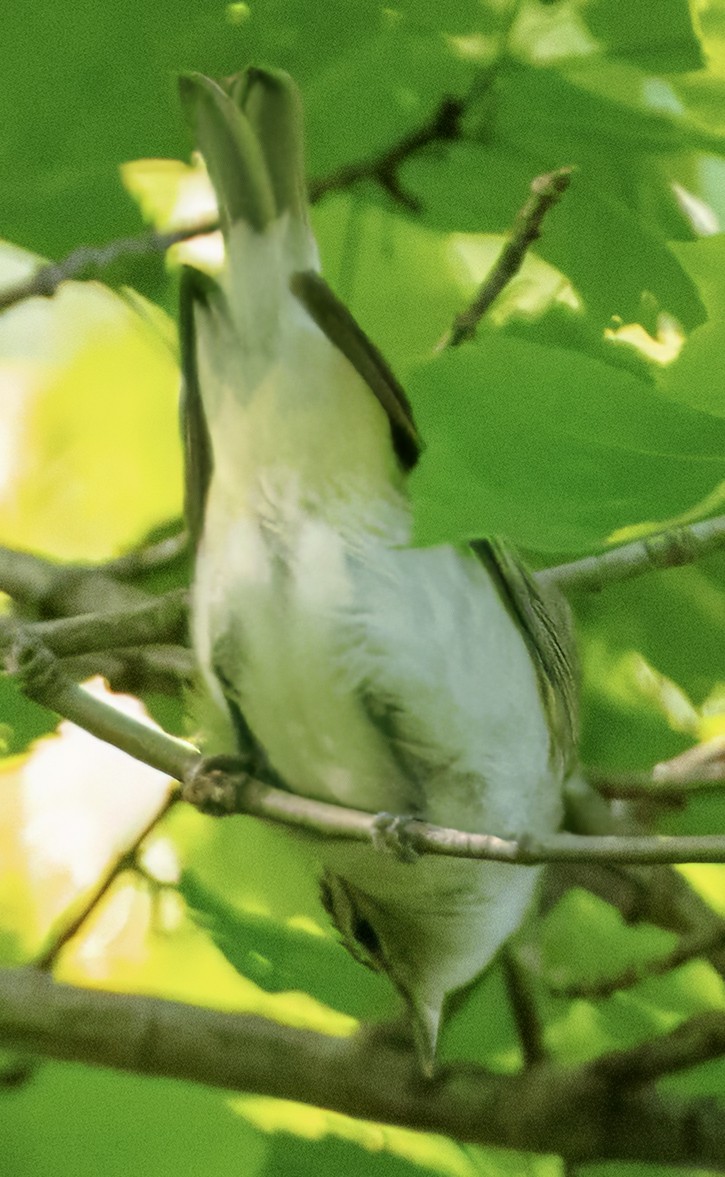 Red-eyed Vireo - ML618969570