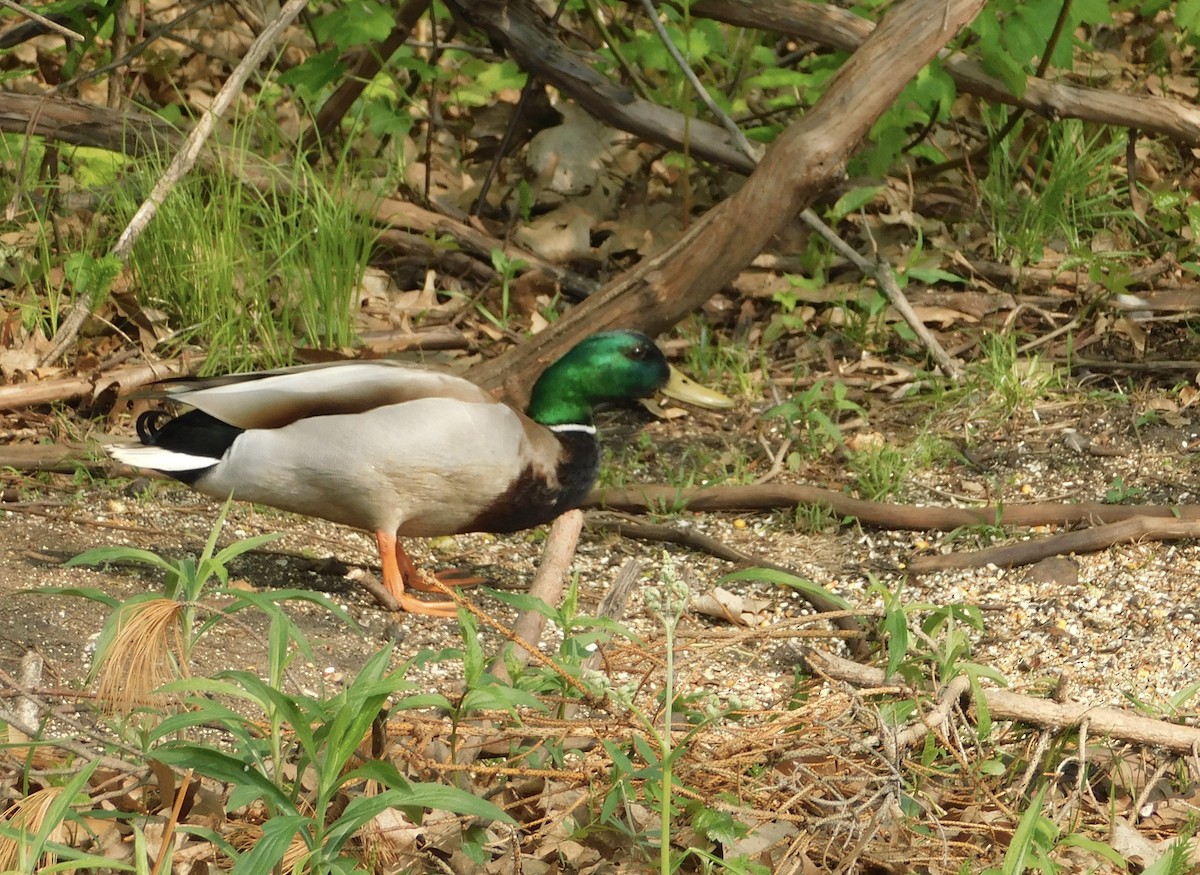 Mallard - ML618969574