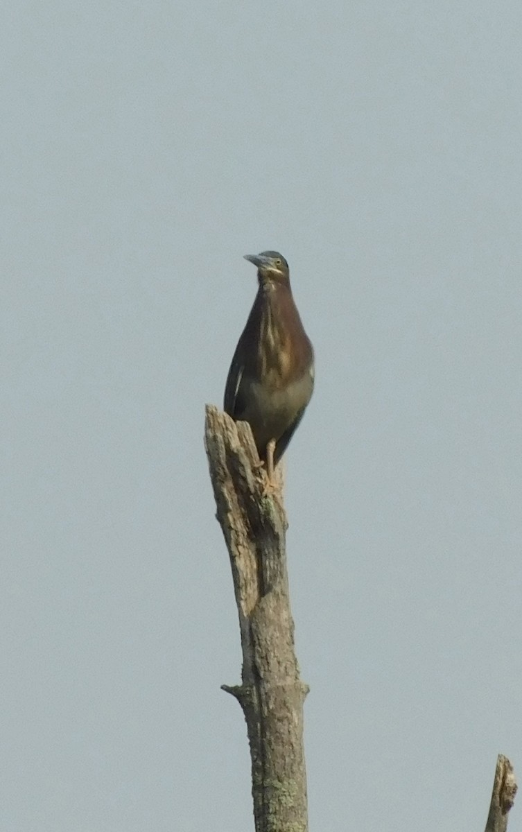 Green Heron - Rob Pendergast