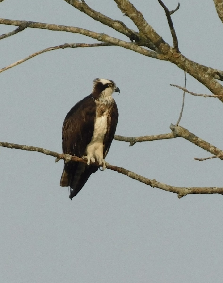 Águila Pescadora - ML618969599