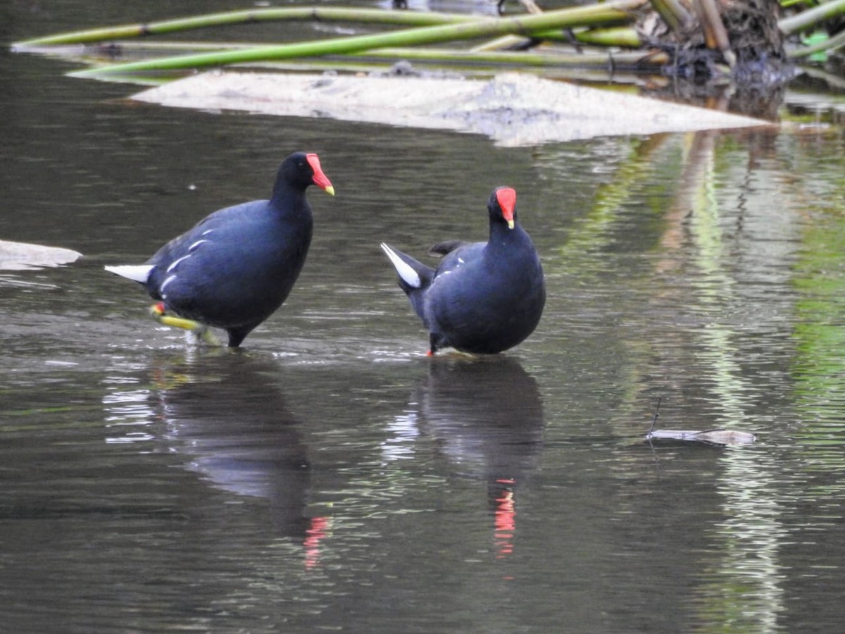 Common Gallinule - COA Tangará Posadas