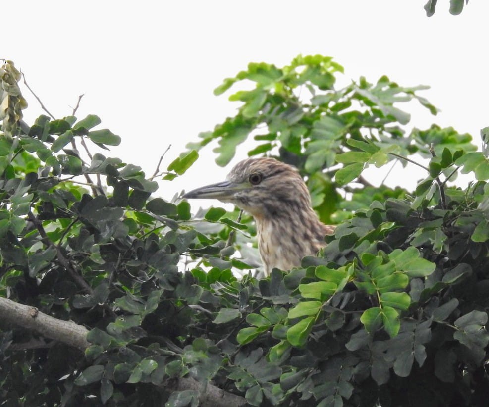 Black-crowned Night Heron - COA Tangará Posadas