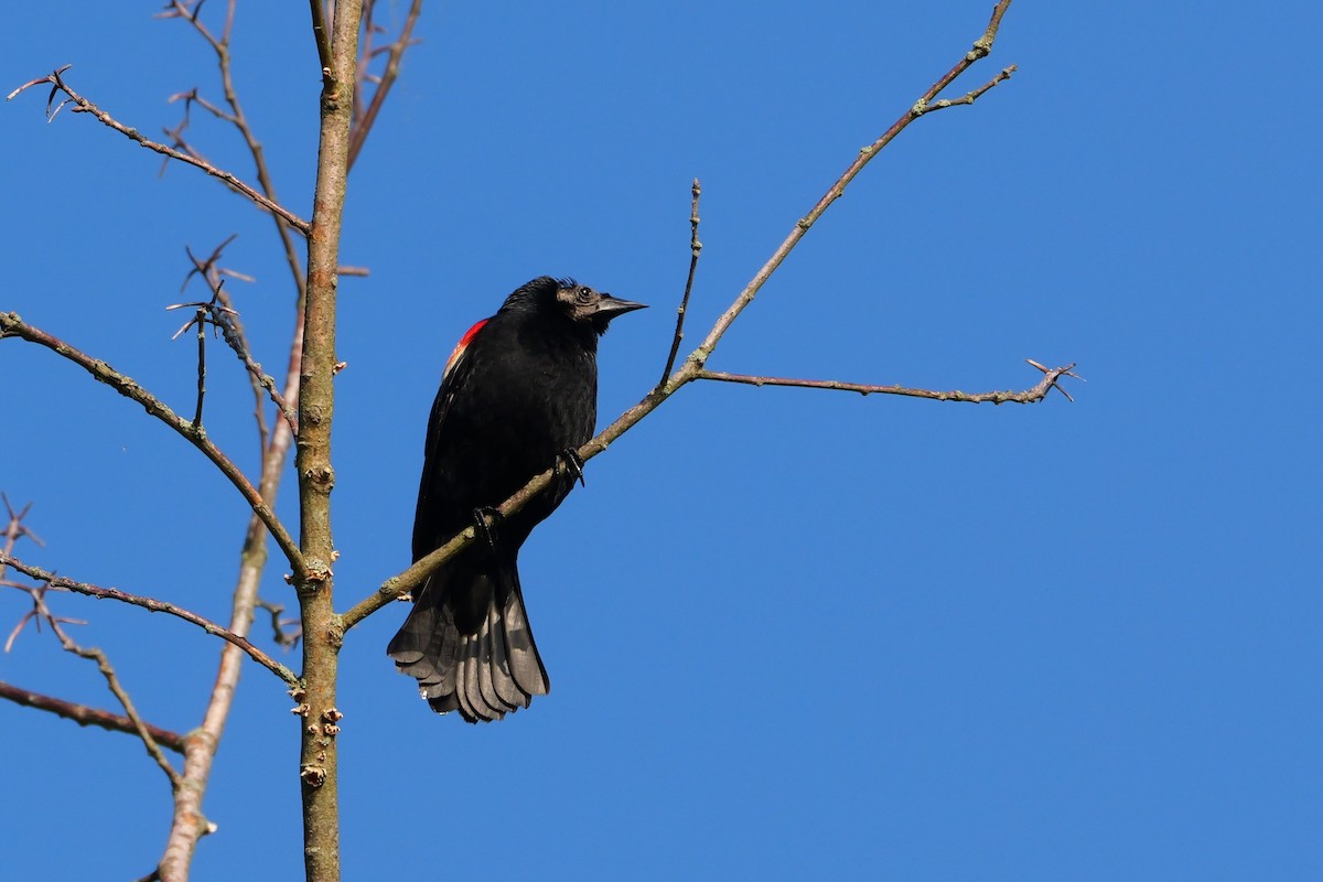 Red-winged Blackbird - ML618969626