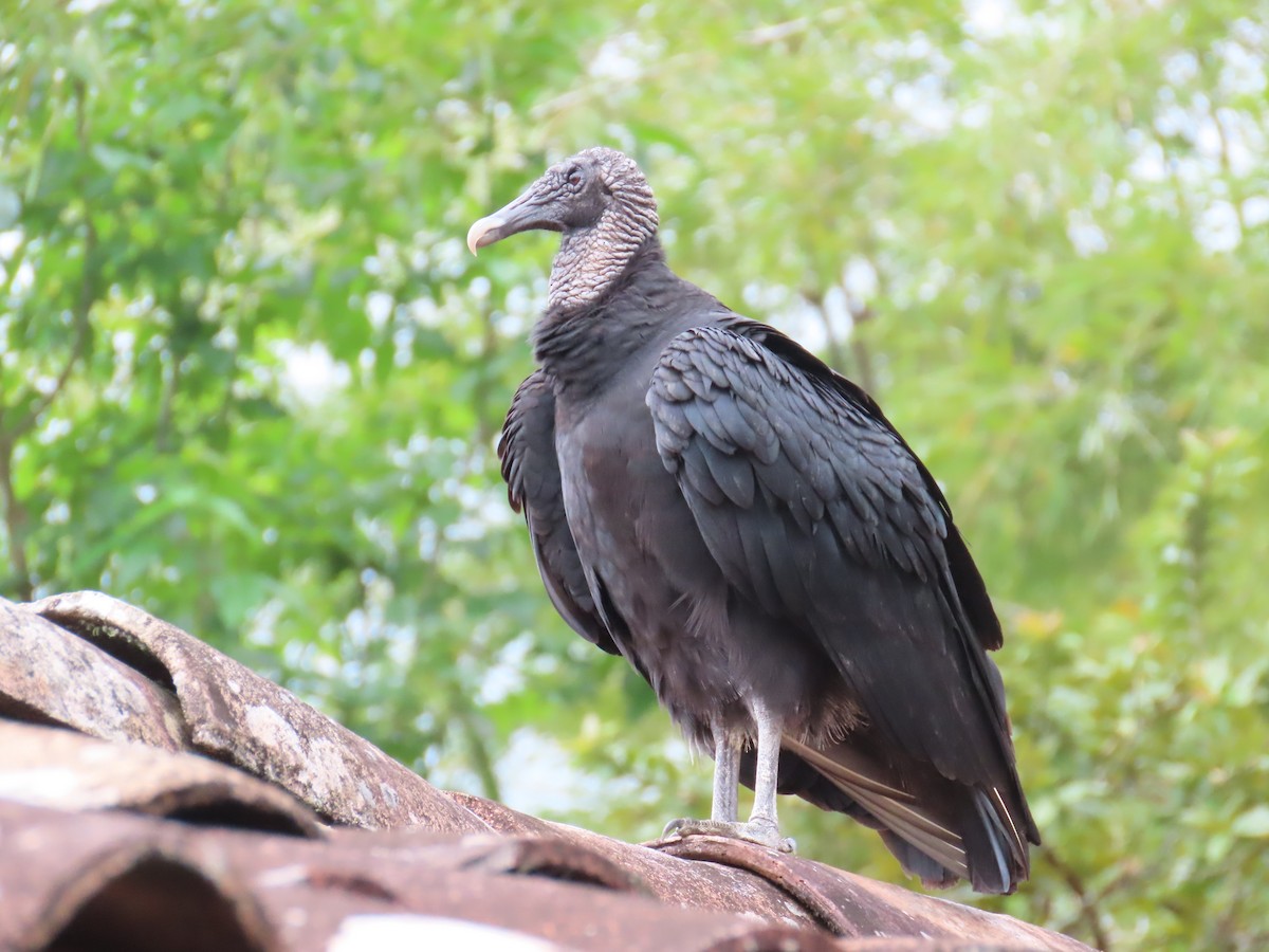 Black Vulture - ML618969638