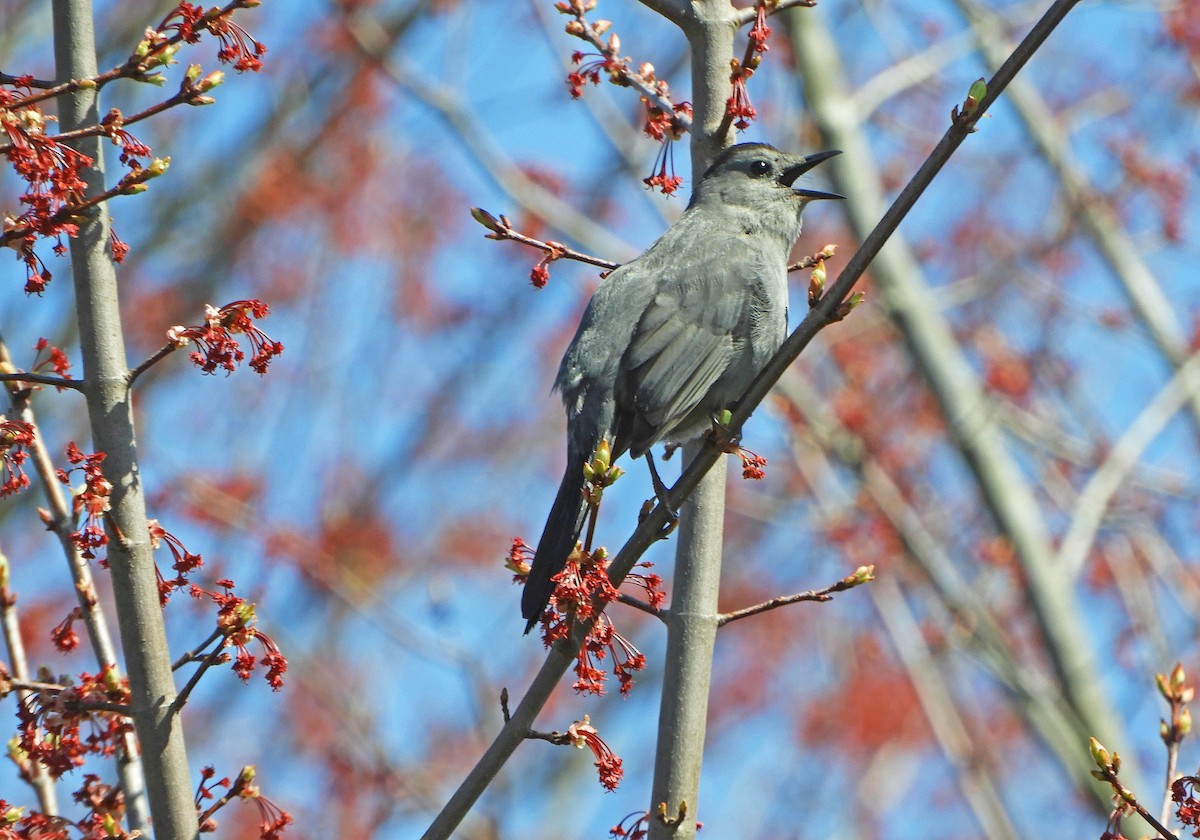 Gray Catbird - ML618969644