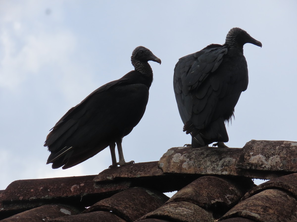 Black Vulture - ML618969645