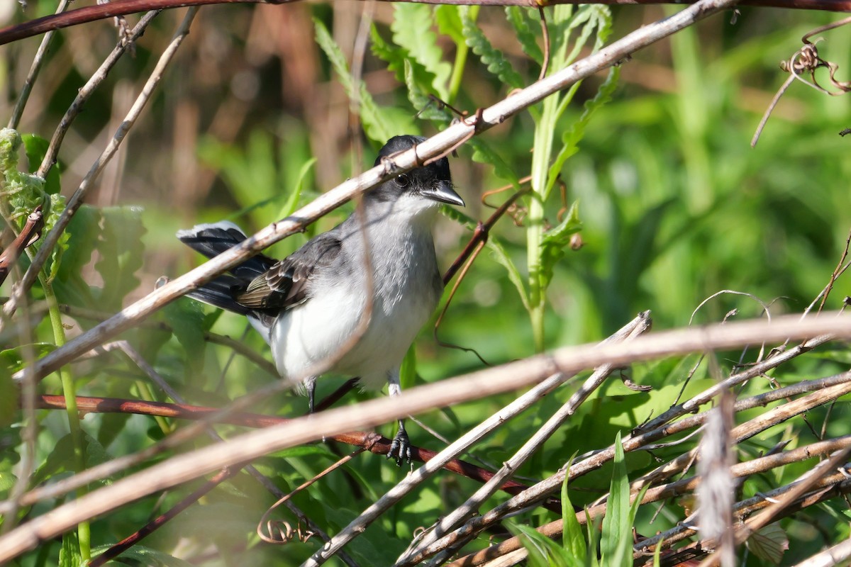 Eastern Kingbird - ML618969663