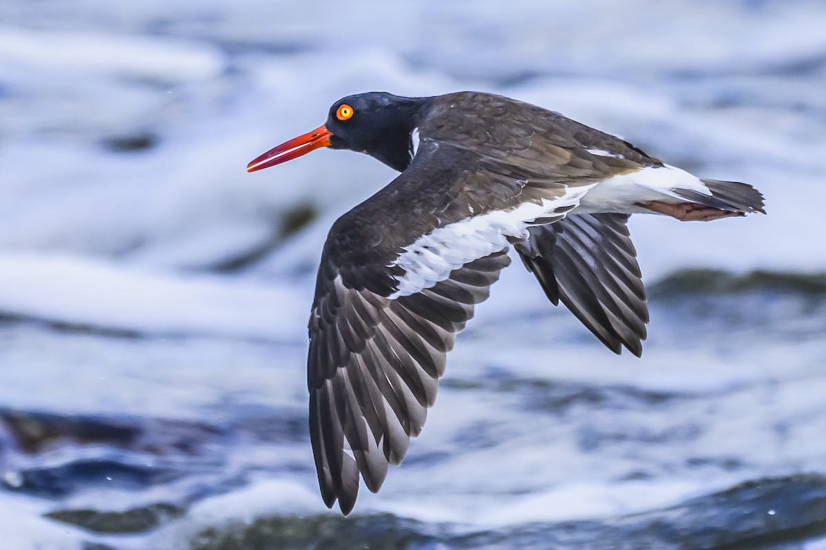 American Oystercatcher - Amed Hernández