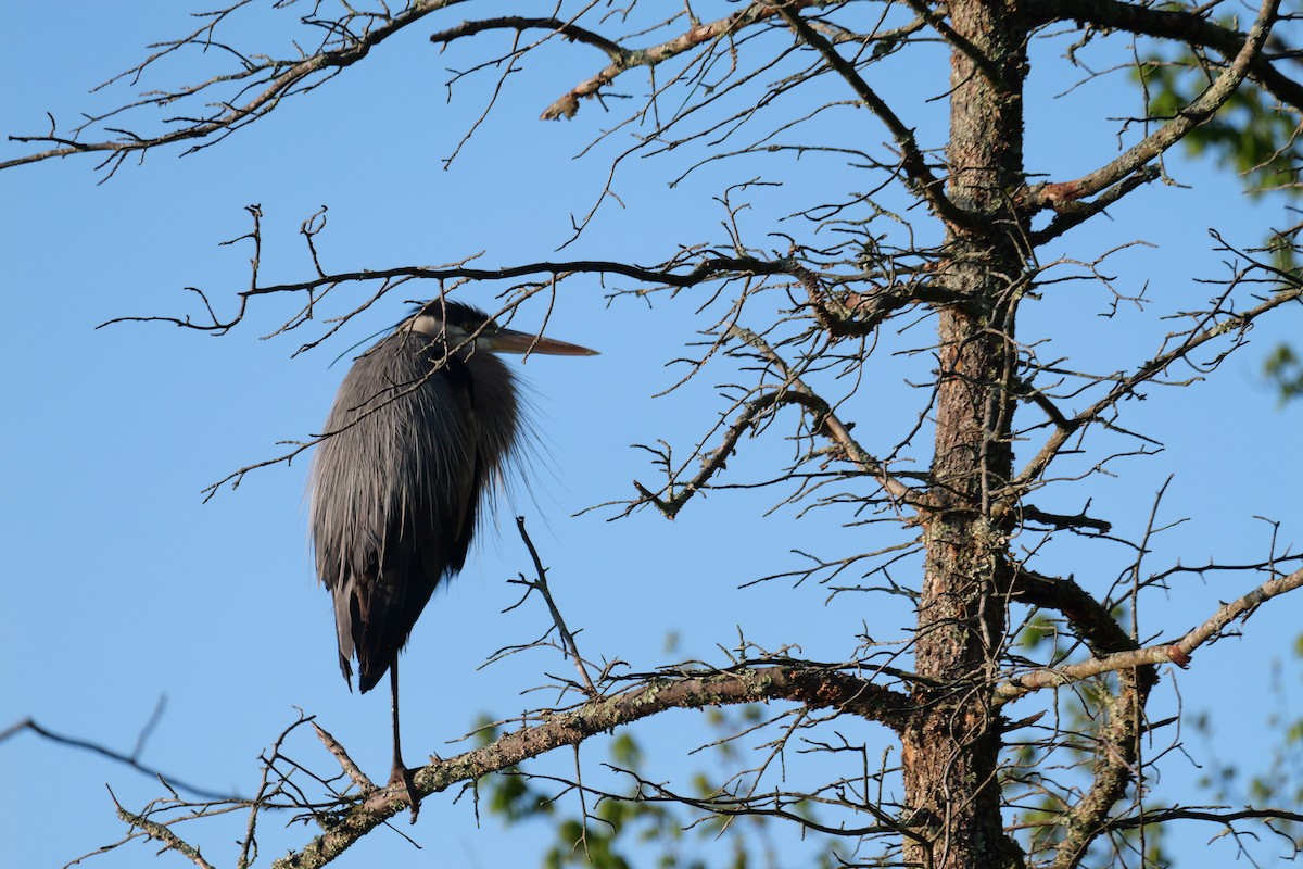 Great Blue Heron - Russ Smiley