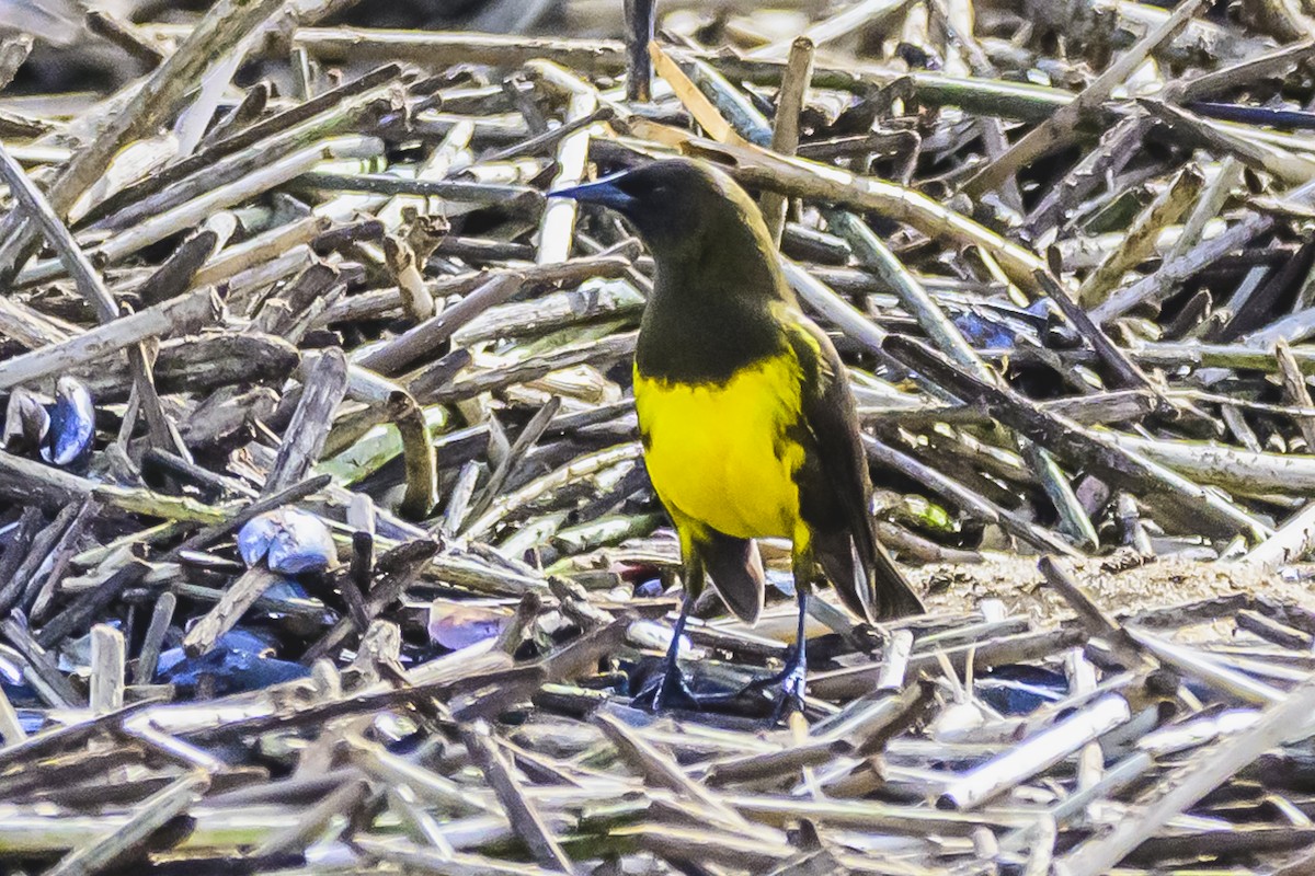 Brown-and-yellow Marshbird - Amed Hernández