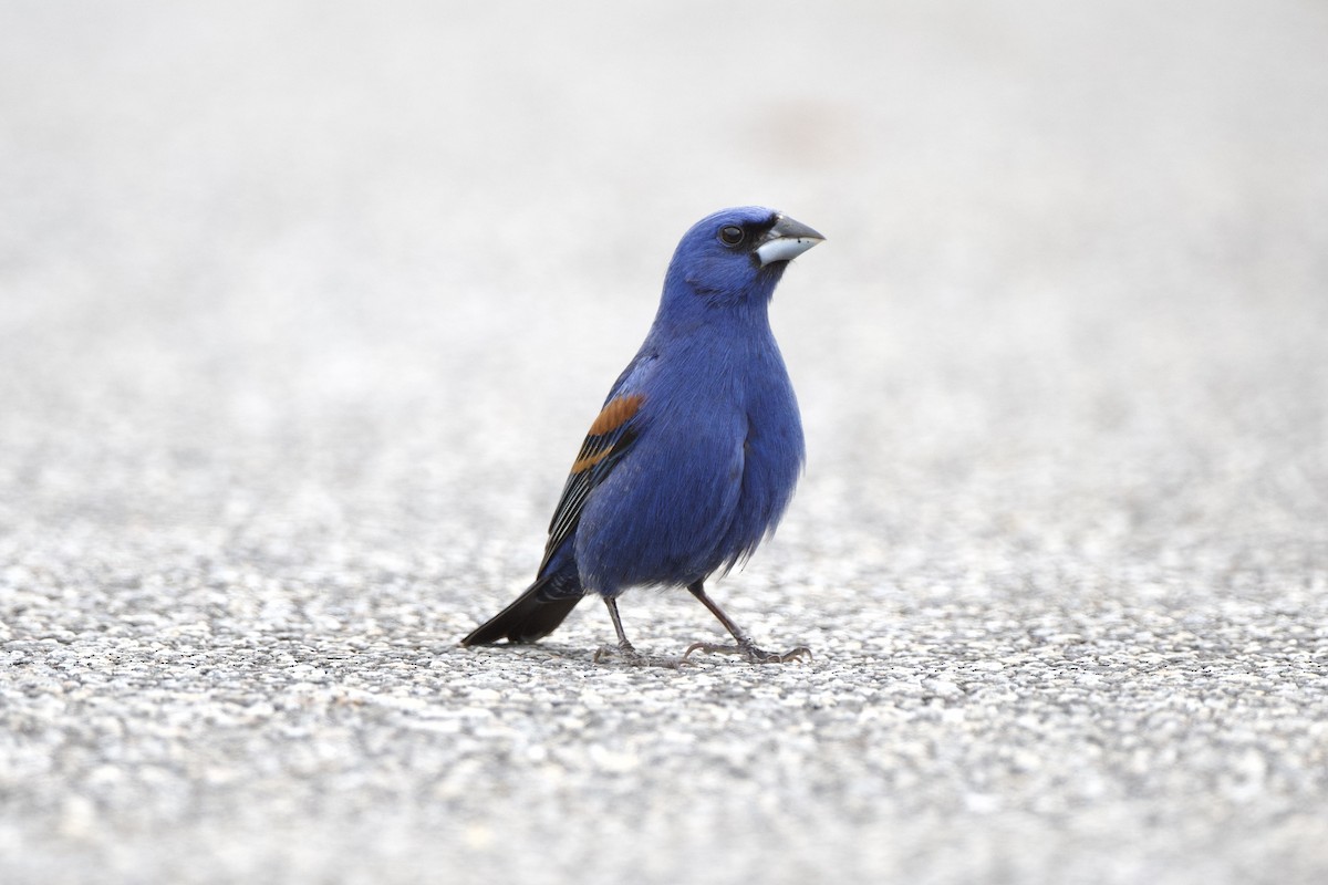 Blue Grosbeak - ML618969697