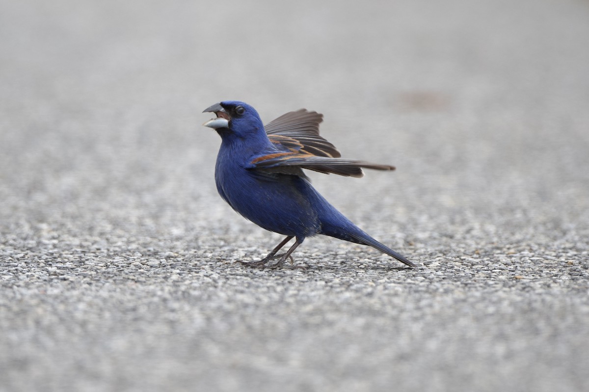 Blue Grosbeak - ML618969698