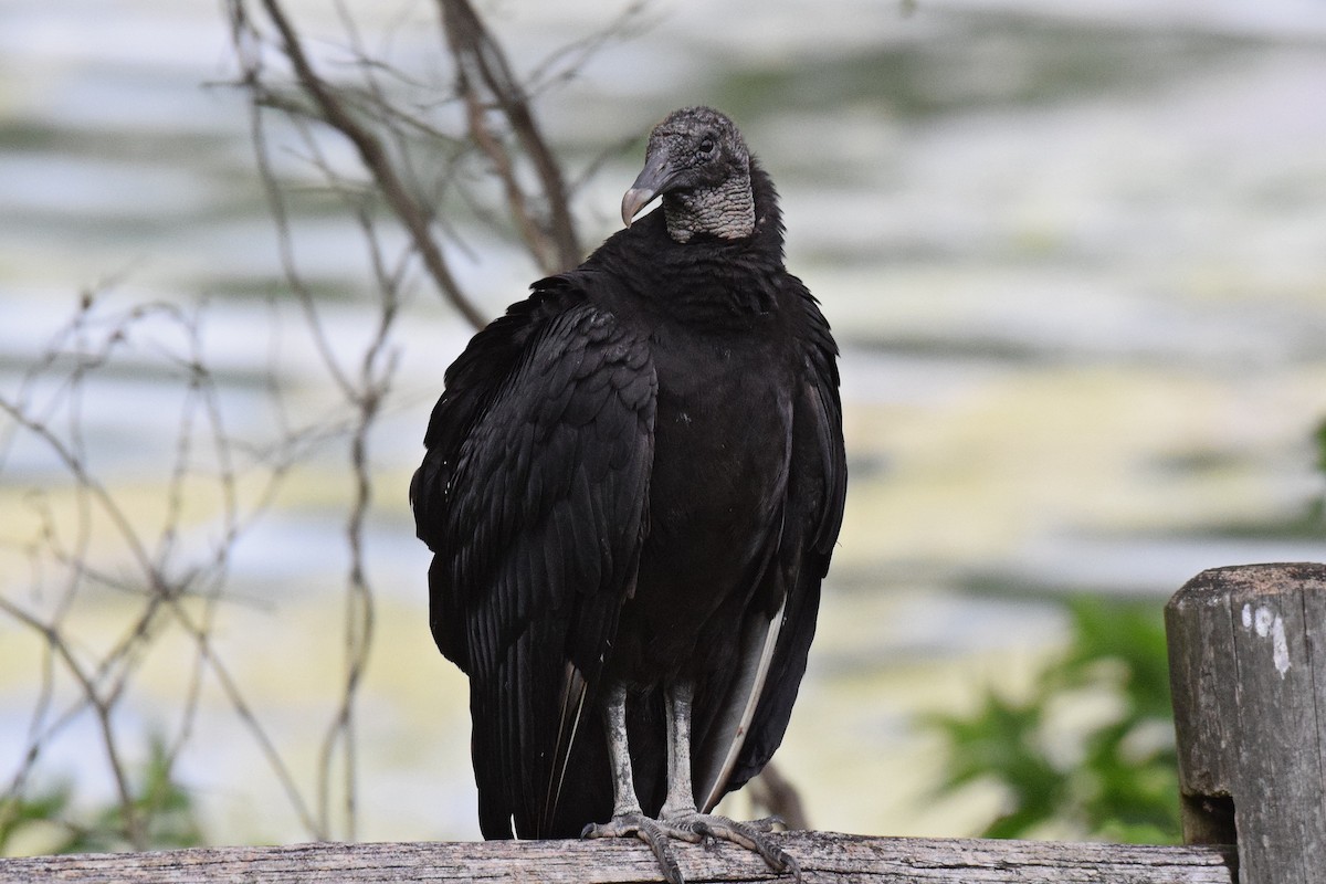 Black Vulture - Hugh Barger