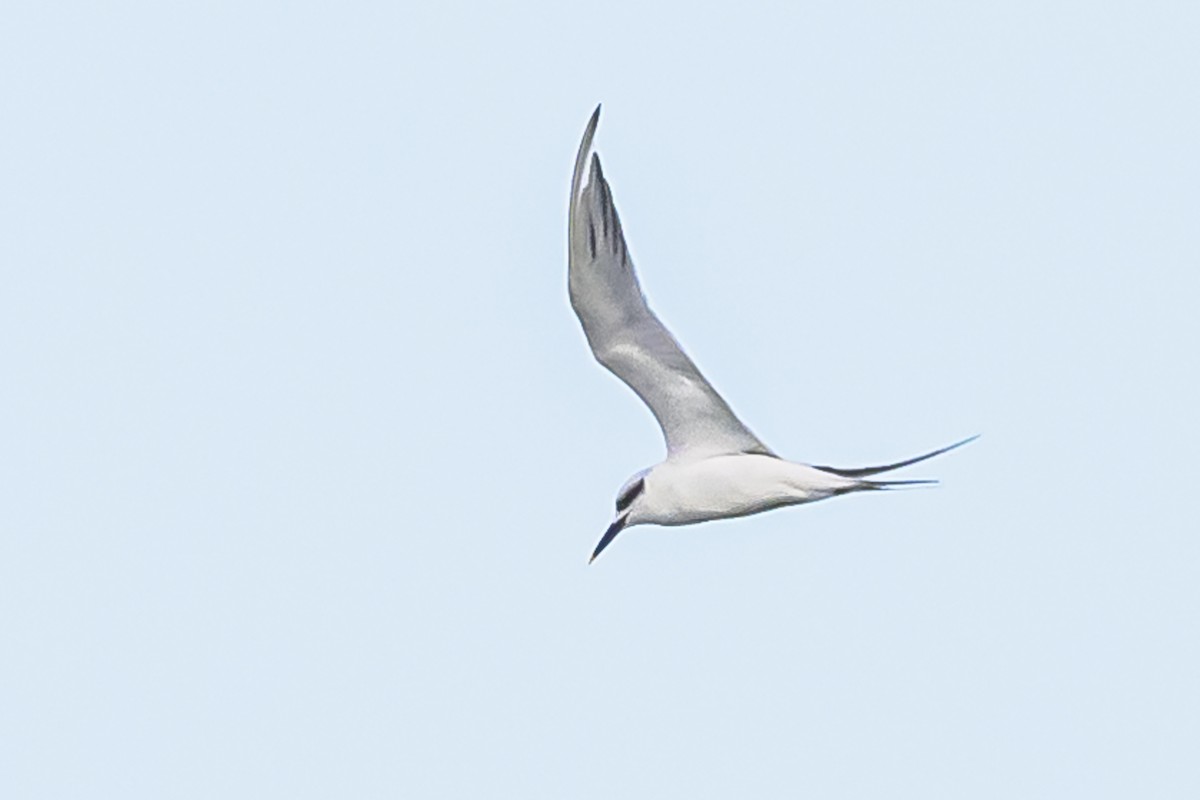 Snowy-crowned Tern - ML618969741