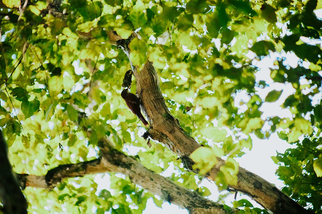 Scalloped Woodcreeper - ML618969749