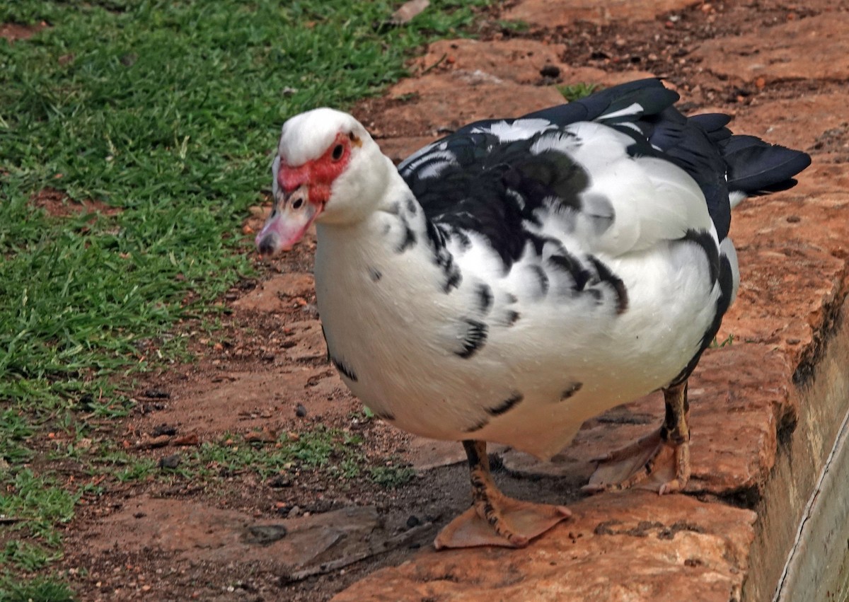 Muscovy Duck (Domestic type) - ML618969758