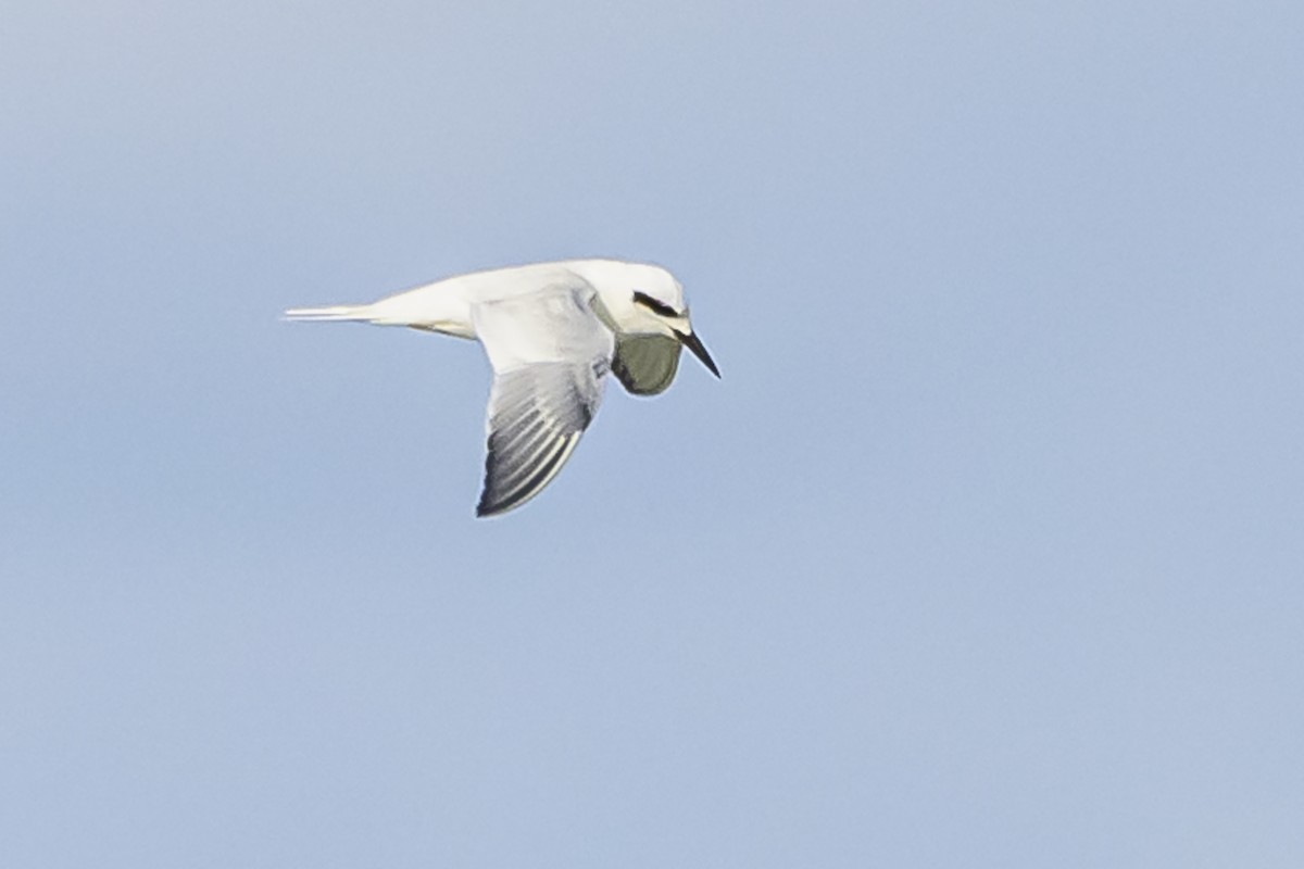 Snowy-crowned Tern - ML618969759
