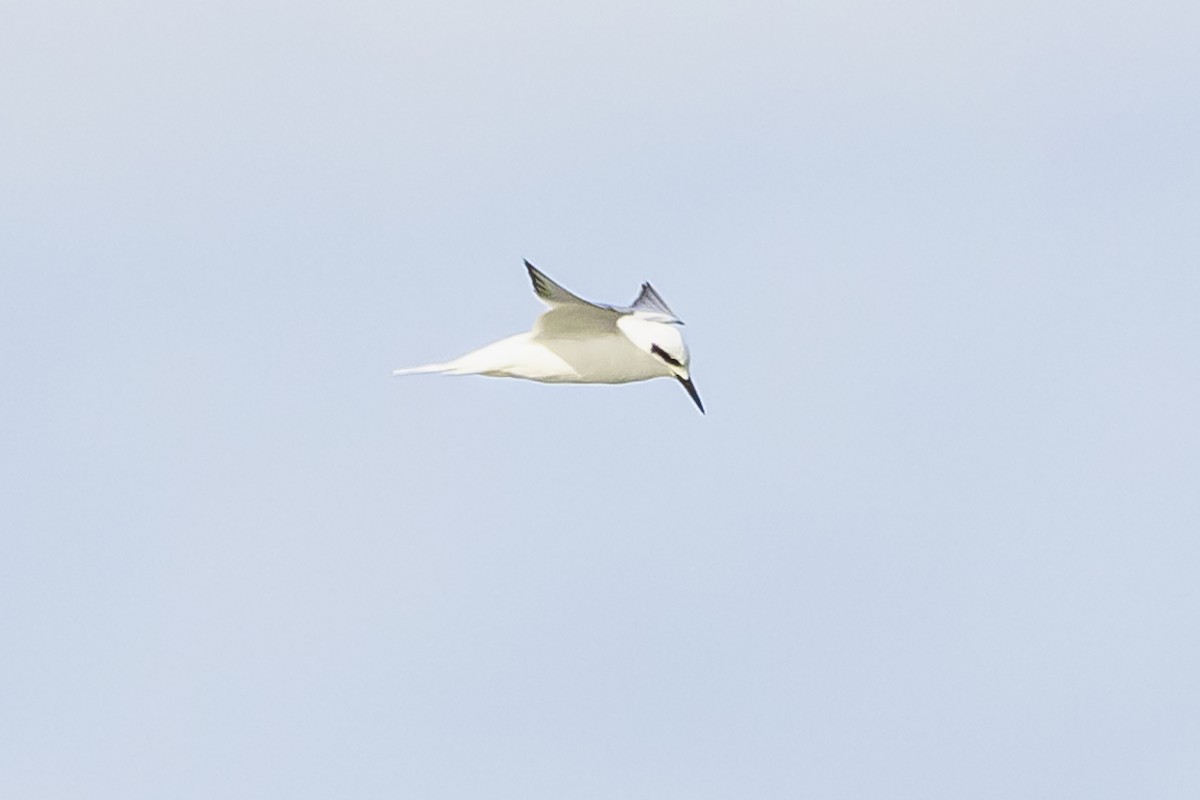 Snowy-crowned Tern - ML618969760