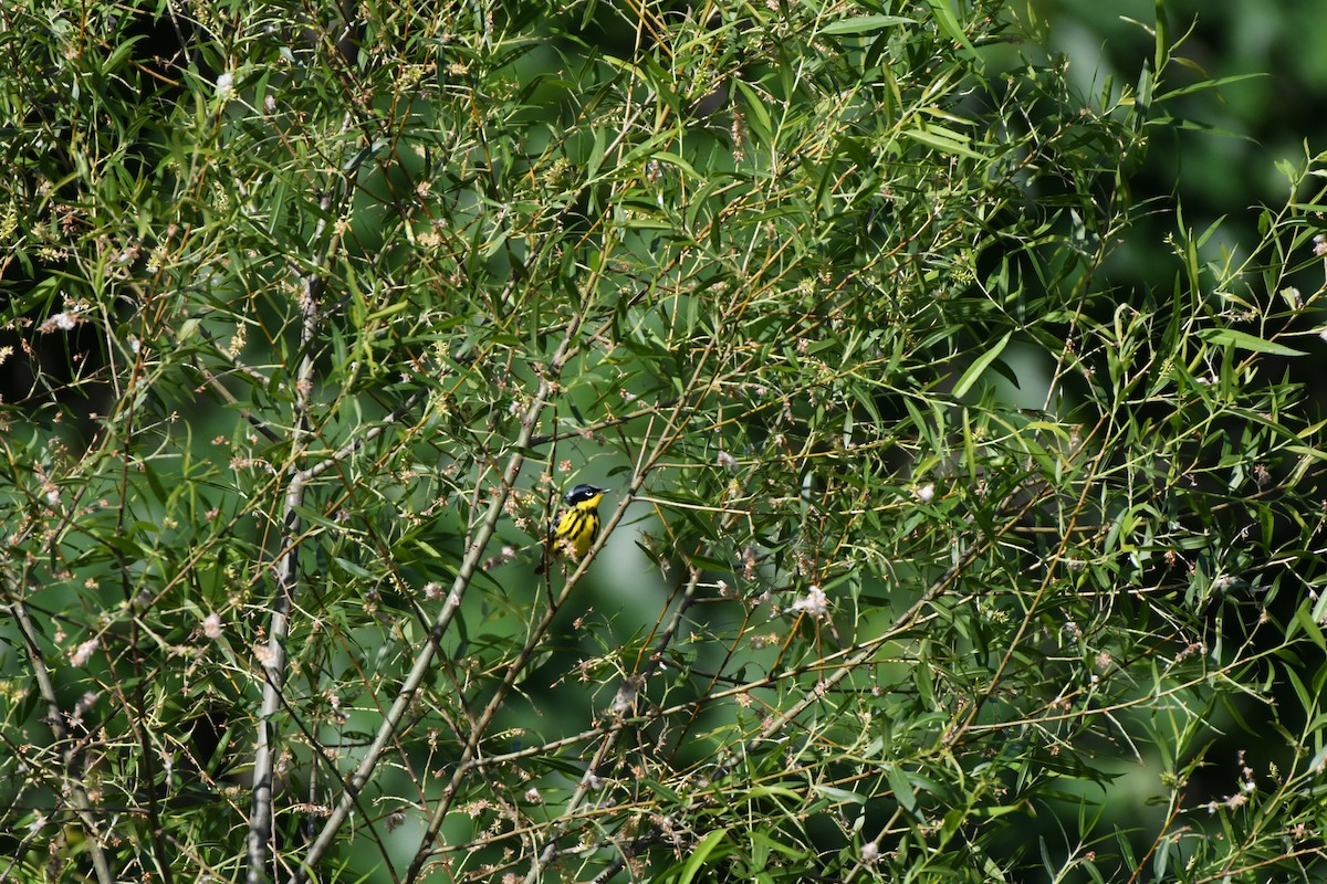 Magnolia Warbler - ML618969763