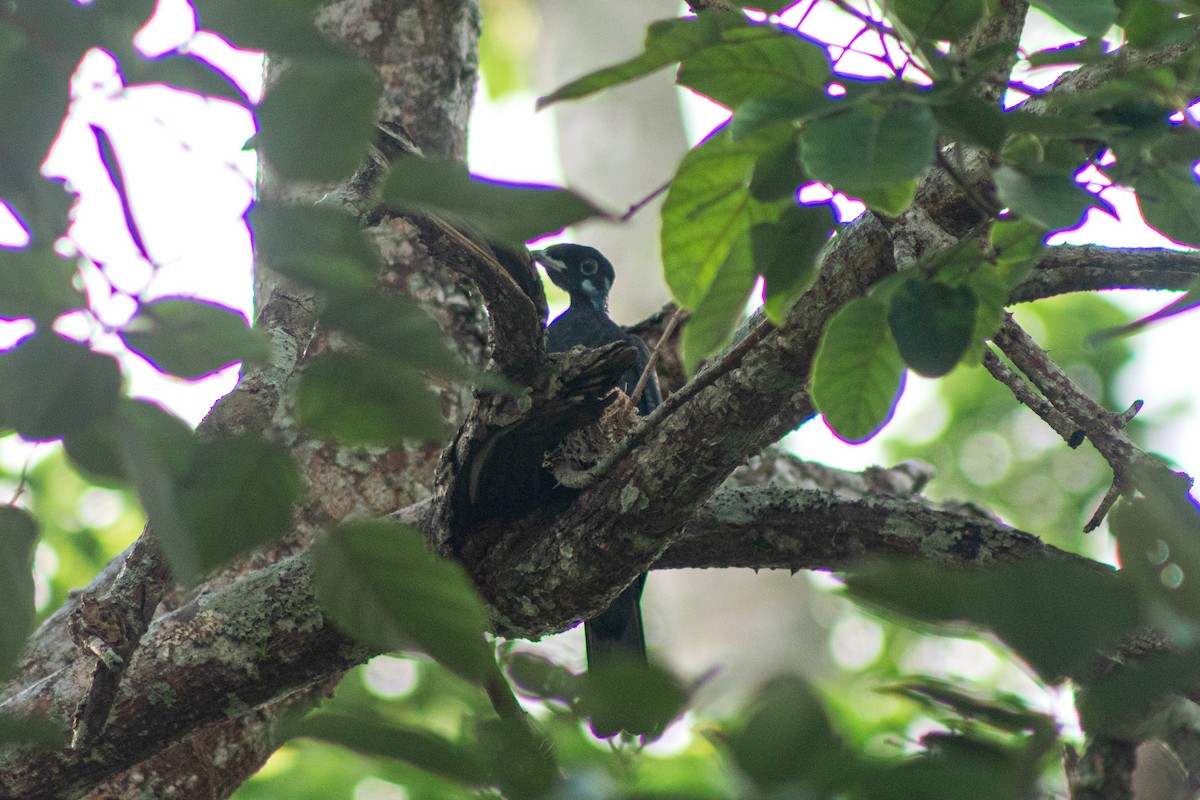 Bare-necked Fruitcrow - Sara Castro