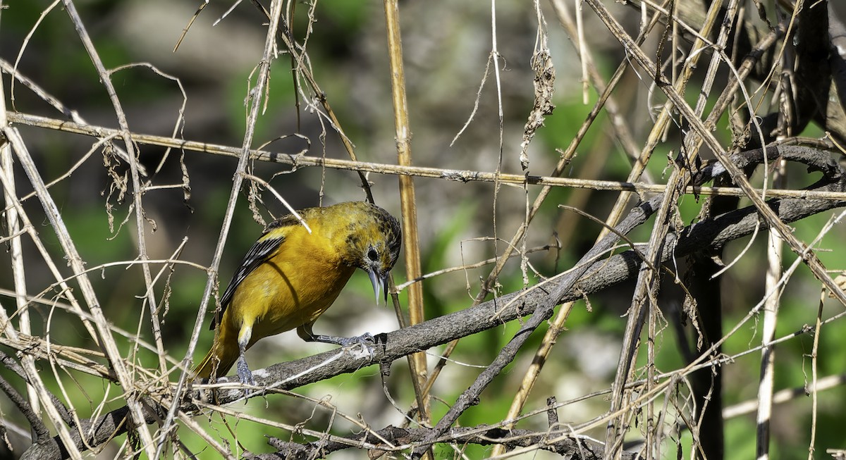 Baltimore Oriole - Michel Guérin