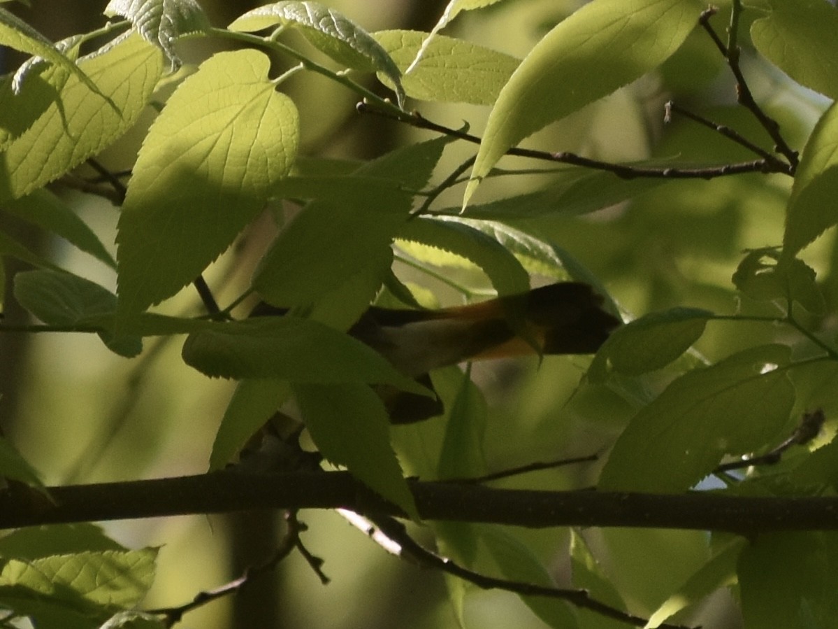 American Redstart - Jonathan Sellman