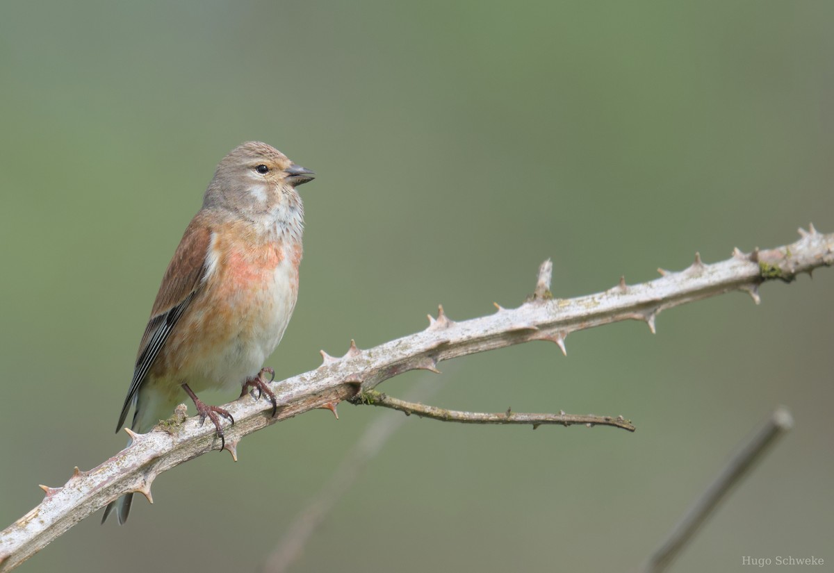 Eurasian Linnet - ML618969796